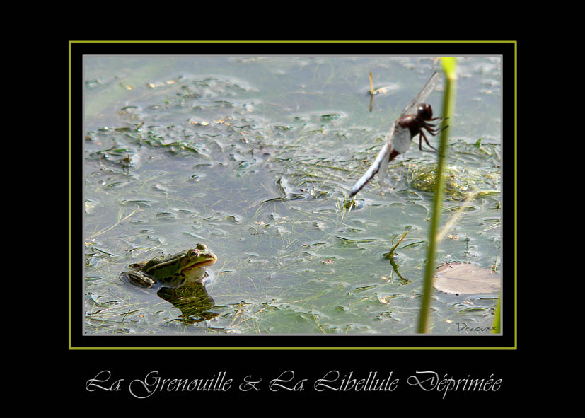 La grenouille et la Libellule