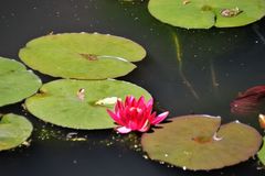 La grenouille et le nénuphar