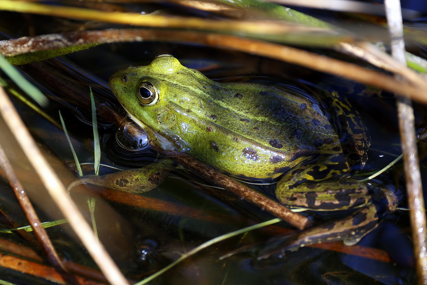 La grenouille et le photographe....!