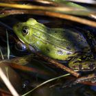 La grenouille et le photographe....!