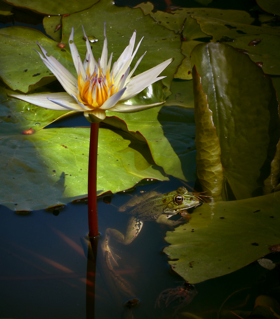 la grenouille