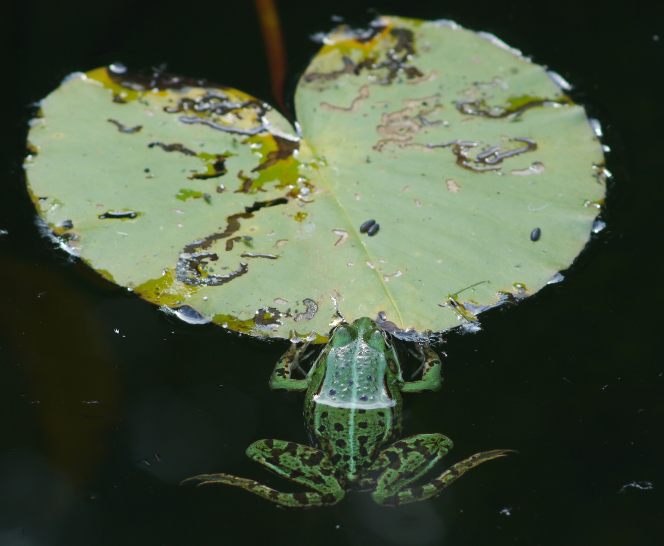 La grenouille hésitante