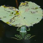 La grenouille hésitante