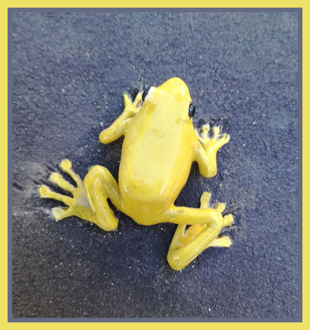 La grenouille jaune ...