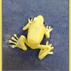 La grenouille jaune ...