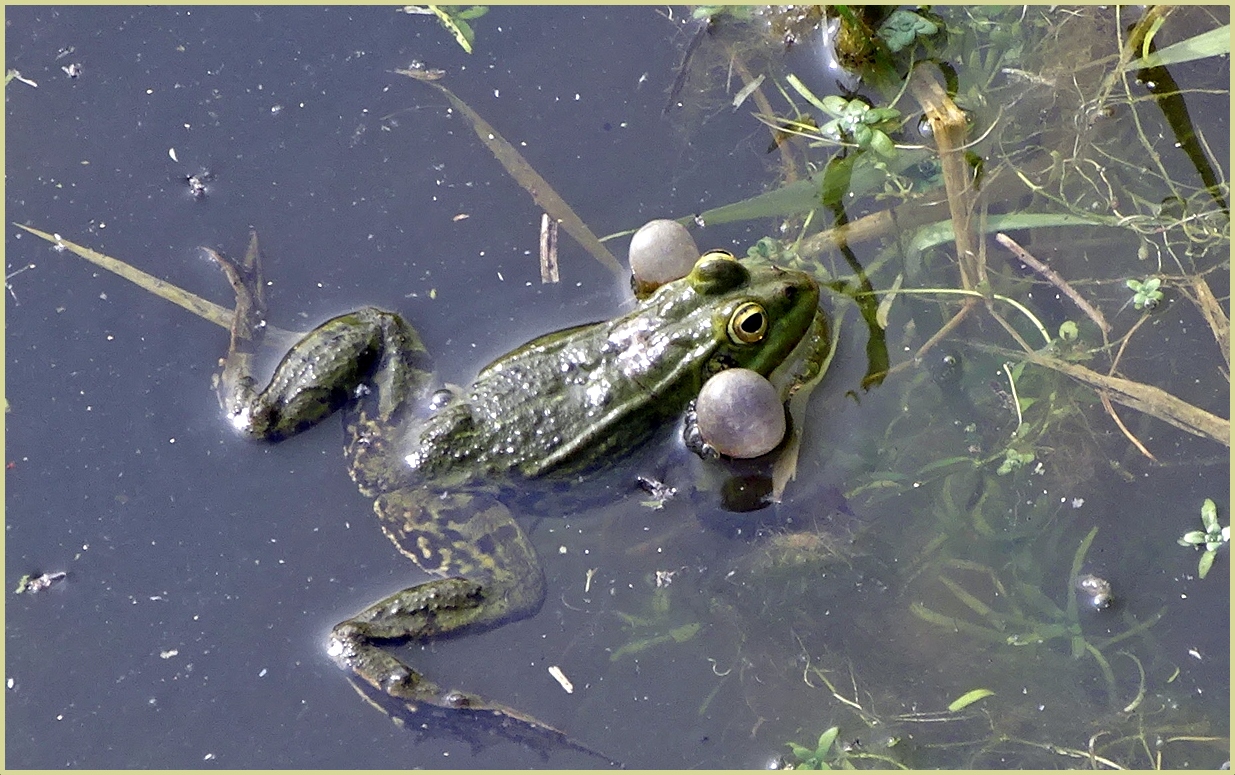 La grenouille qui voulait se faire aussi grosse que le boeuf