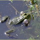 La grenouille qui voulait se faire aussi grosse que le boeuf