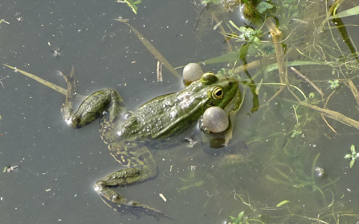 La grenouille séductrice