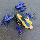 La grenouille tricolore ...