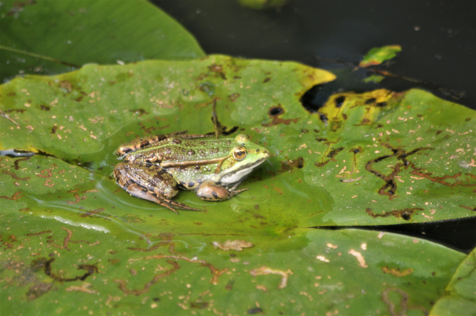 La grenouille verte