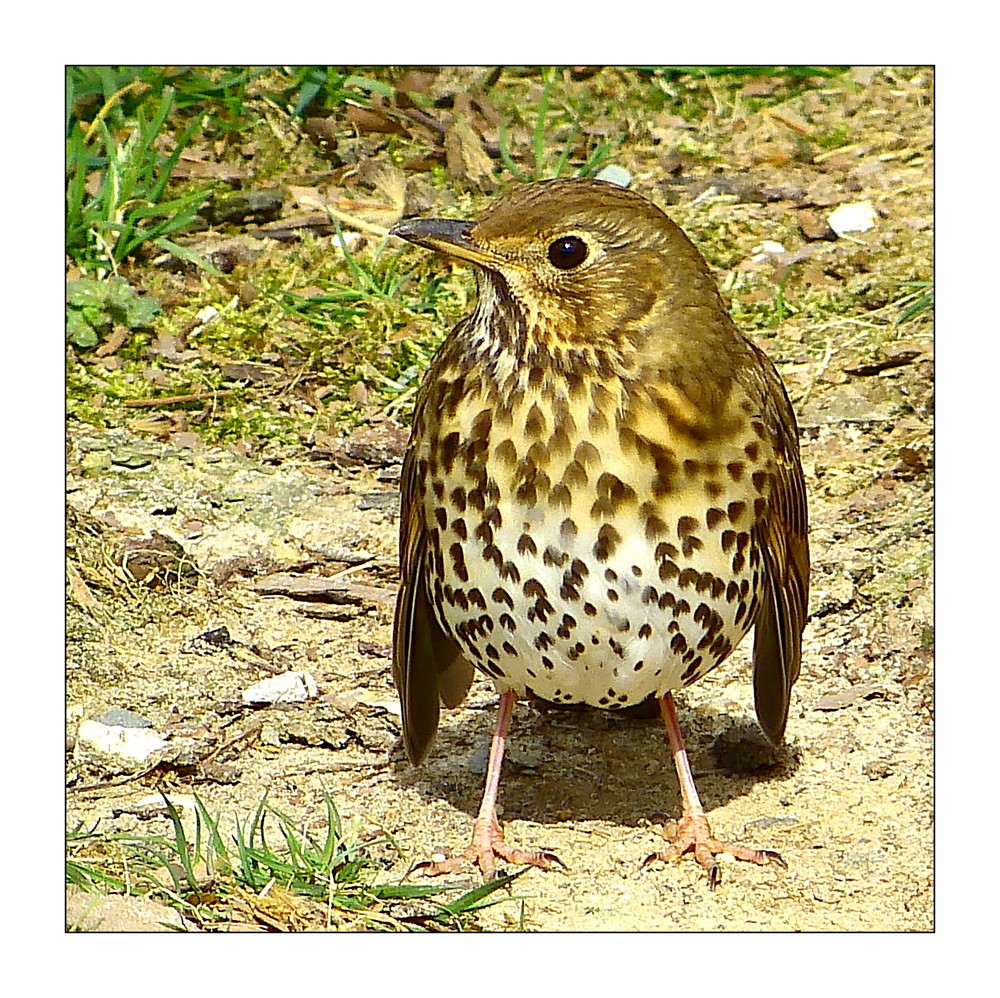La Grive musicienne photo et image animaux, animaux sauvages, oiseaux Images