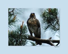 La grive qui se prenait pour un aigle