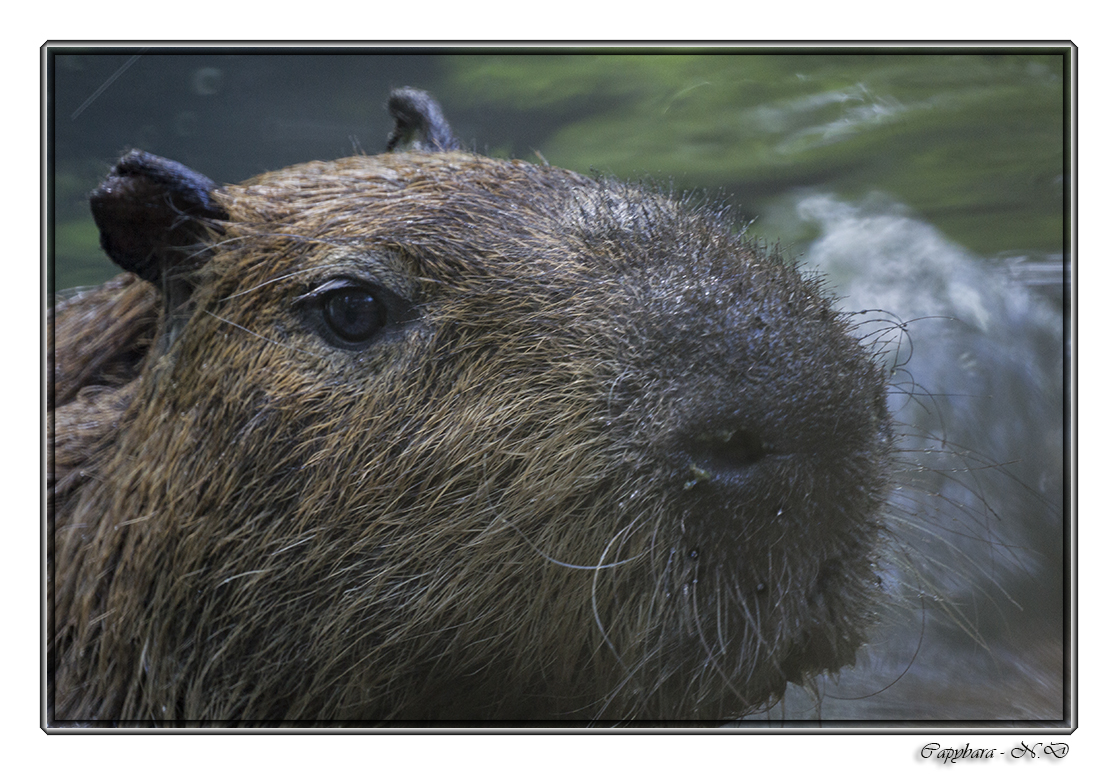 La grosse tête du capybara