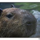 La grosse tête du capybara