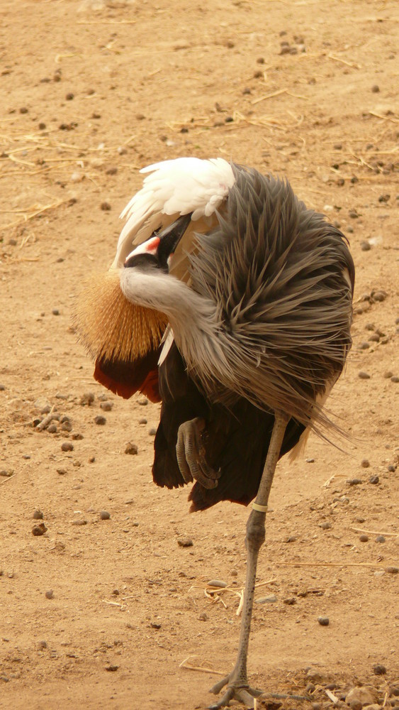 la grue