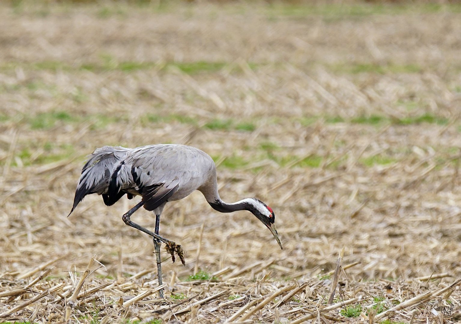 La grue cendrée à la recherche d'un repas !!!!