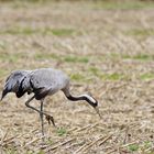 La grue cendrée à la recherche d'un repas !!!!