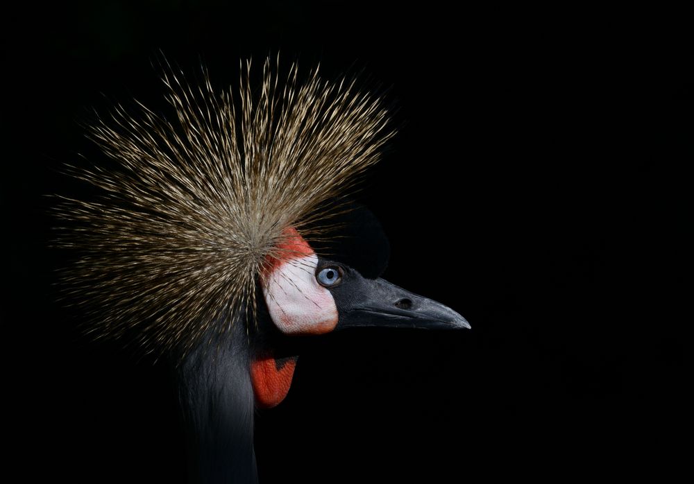 la grulla