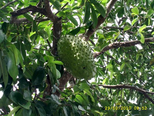 La Guanabana del Llano Apureño de Venezuela