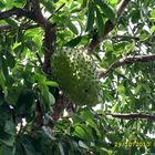 La Guanabana del Llano Apureño de Venezuela