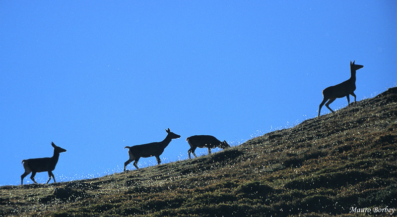 La guida.