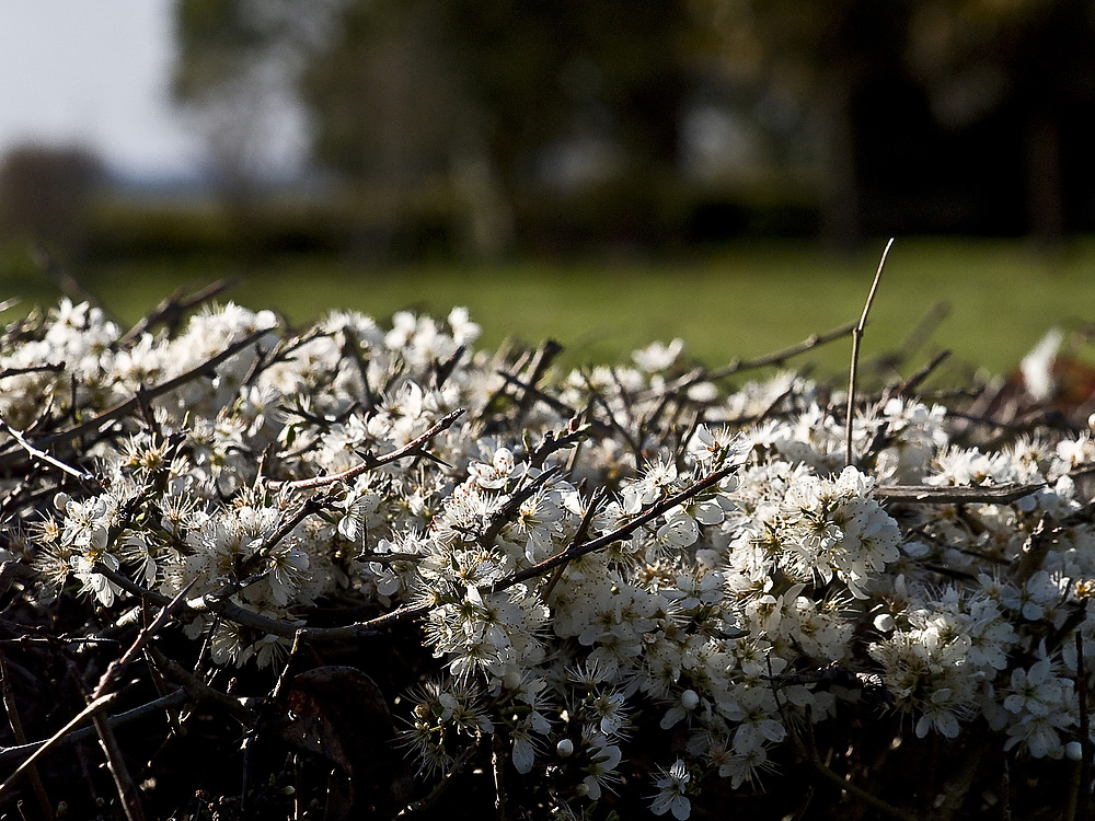 La haie en face de chez moi au printemps -- Die Hecke meinem Haus gegenüber im Frühling