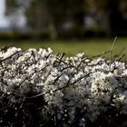 La haie en face de chez moi au printemps -- Die Hecke meinem Haus gegenüber im Frühling