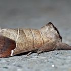 La Hausse-Queue blanche (Clostera curtula): Une beauté nocturne! - Erpelschwanz-Rauhfußspinner.