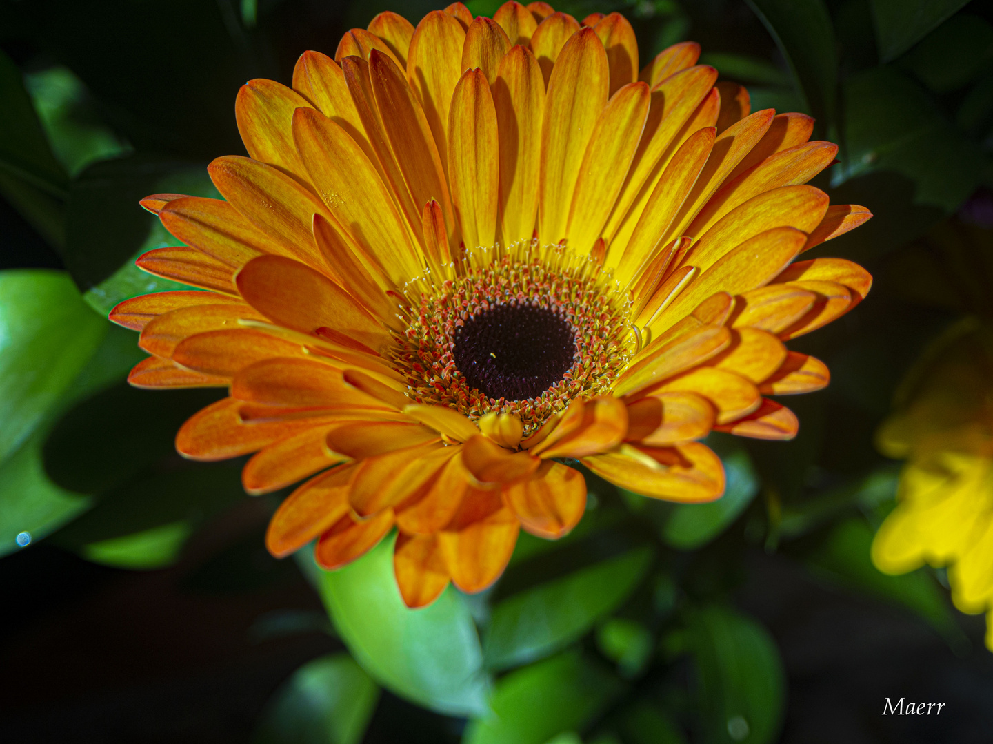 La hermosa gerbera.