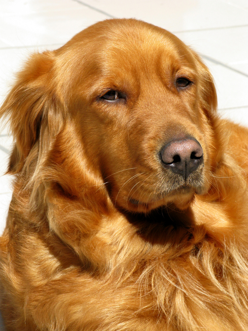 LA HERMOSA GOLDEN LLAMADA FRIDA