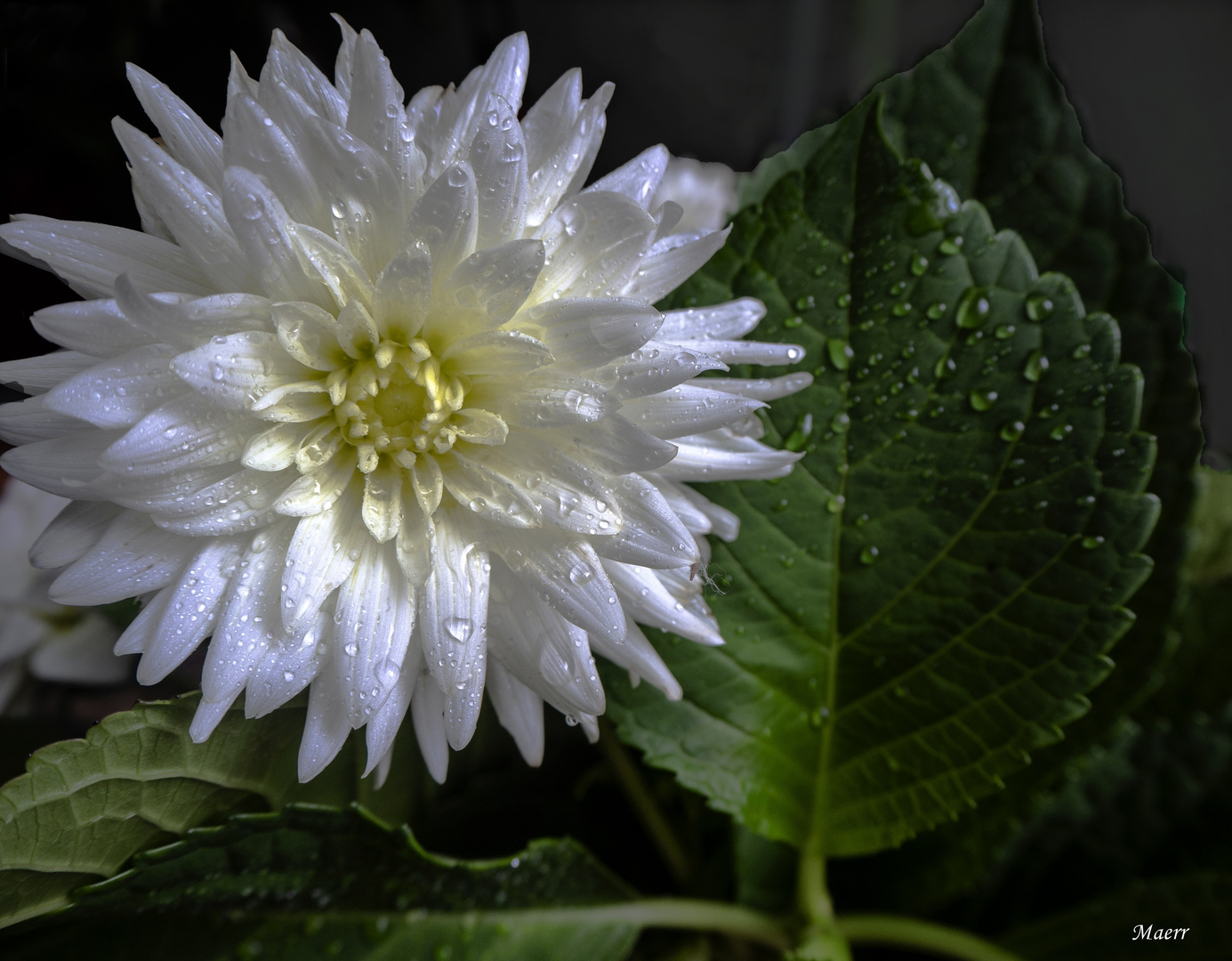 La hermosa y fresca dalia blanca