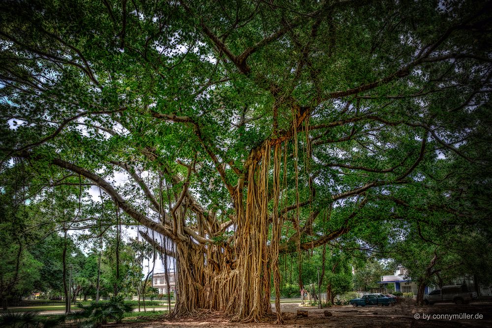 La Higuera Foto & Bild würgefeige, epiphyten, la higuera Bilder auf