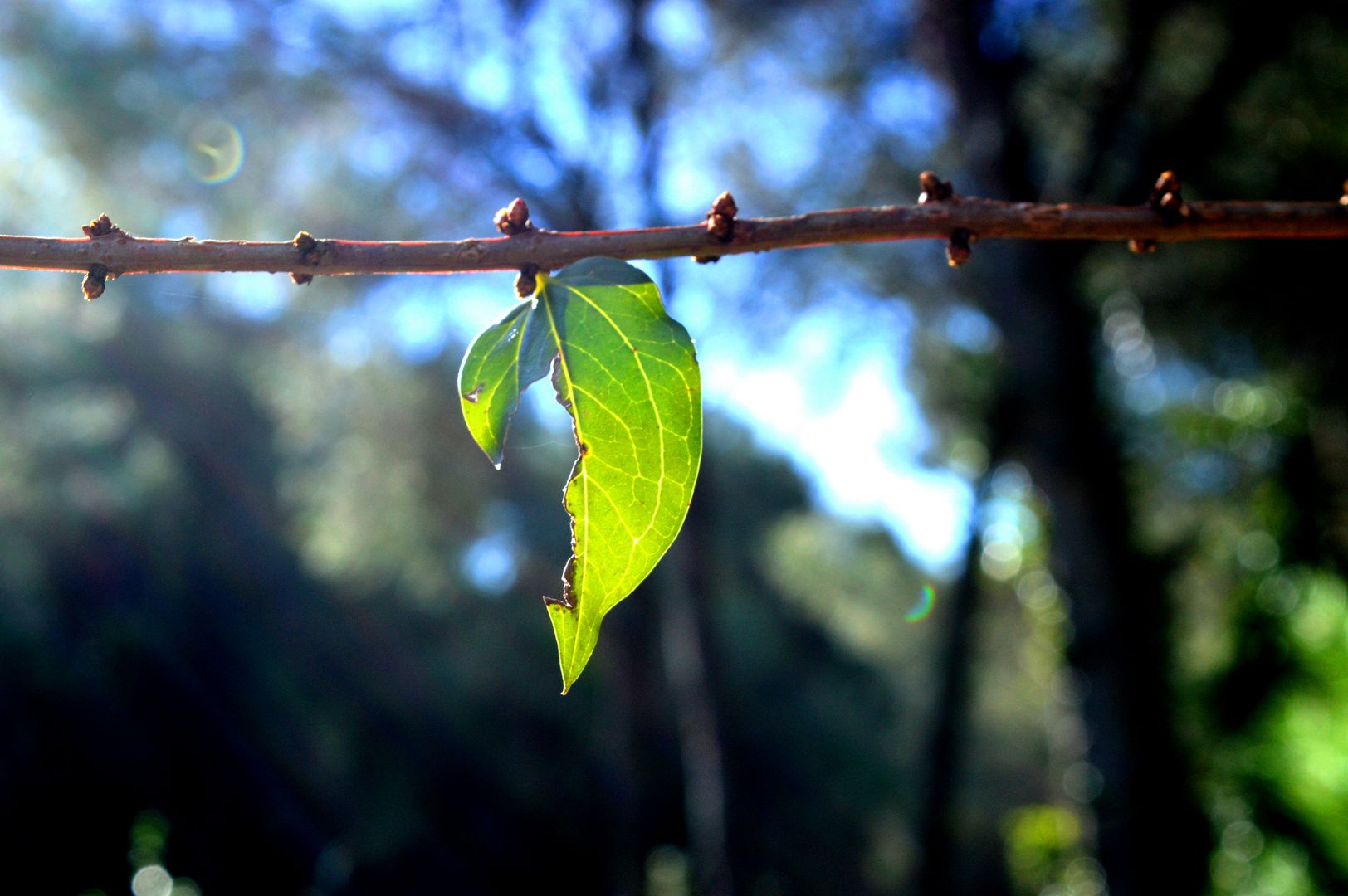 La hoja