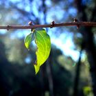 La hoja