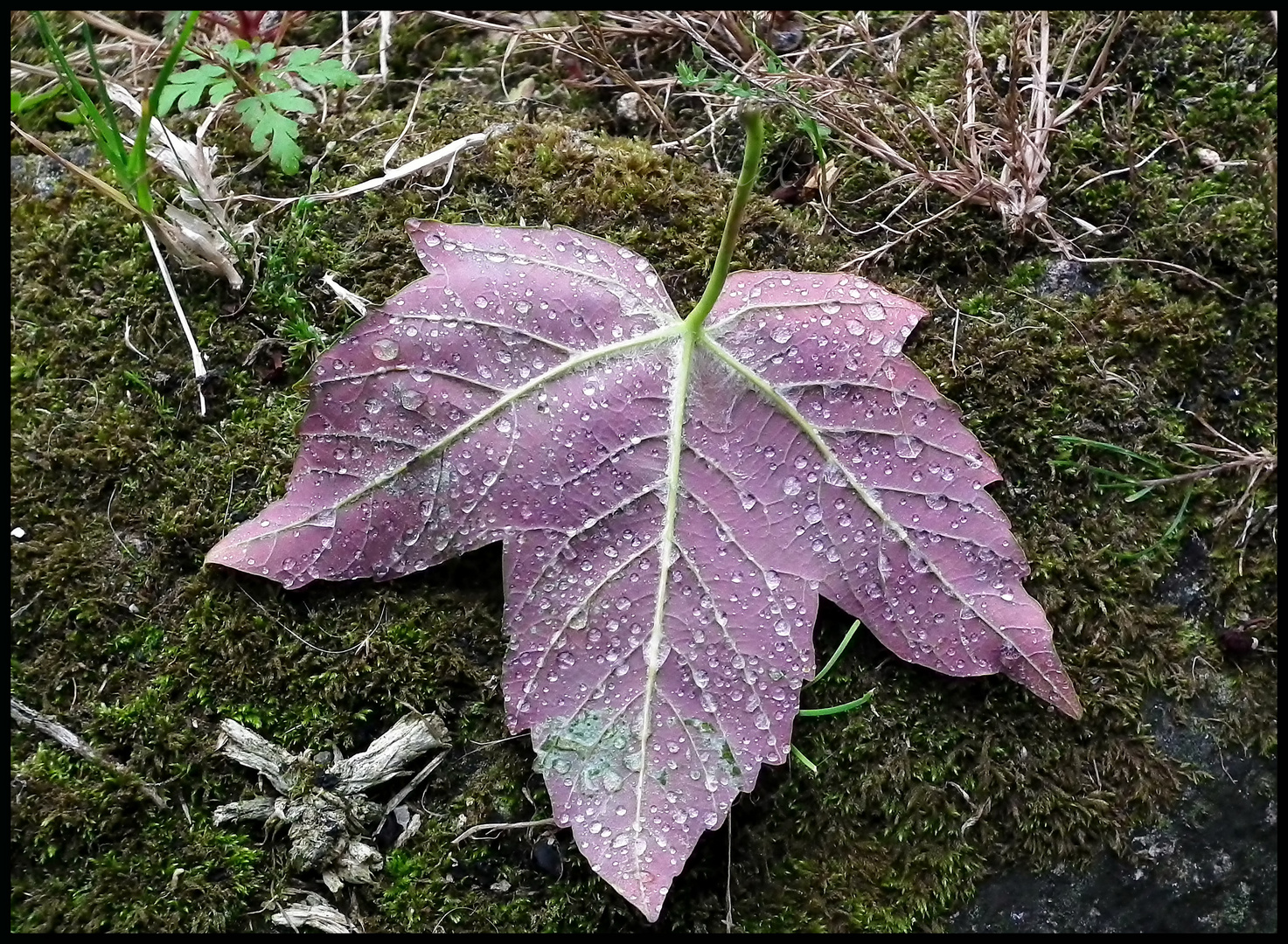 La hoja