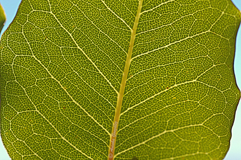 La hoja