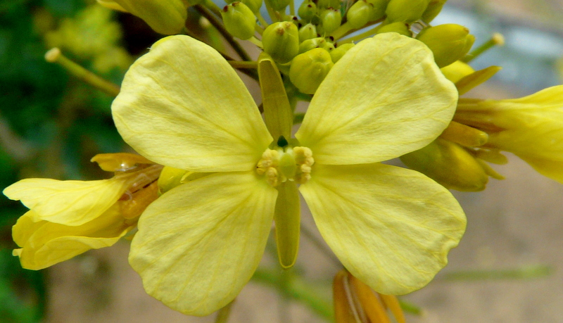 La Hoja Mariposa