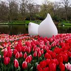 La Hollande pays des tulipes!