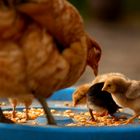 La hora de la cena