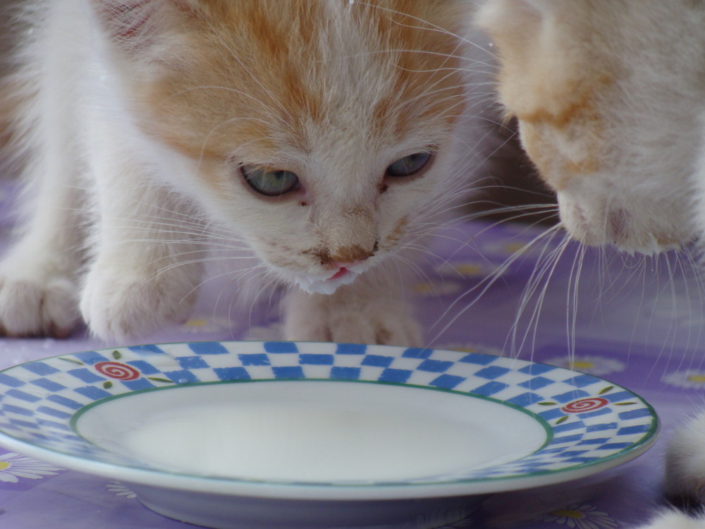 La hora de la comida