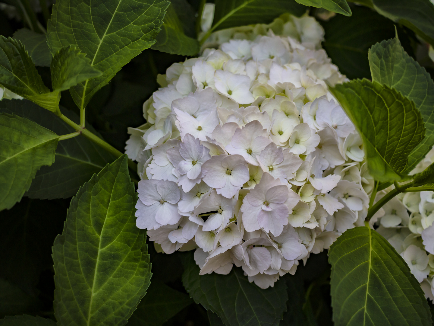 La hortensia