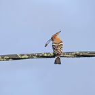 La huppe  et l'insecte