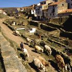 La Iglesuela del Cid, Schafhirte (1996-03)