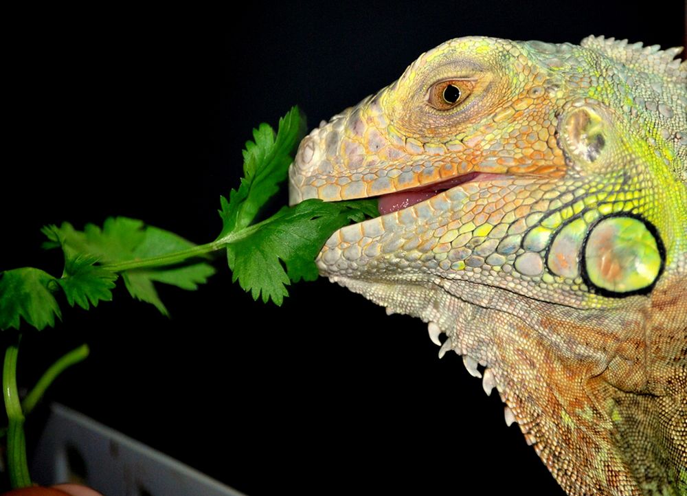 "LA IGUANA" de Olimpiasur 