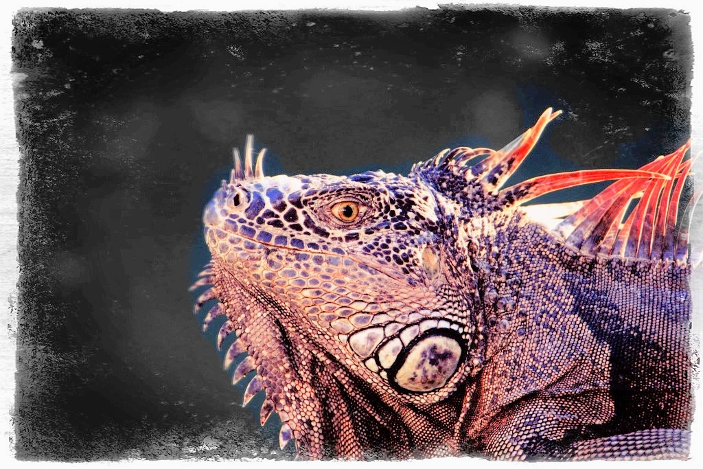 La Iguana.