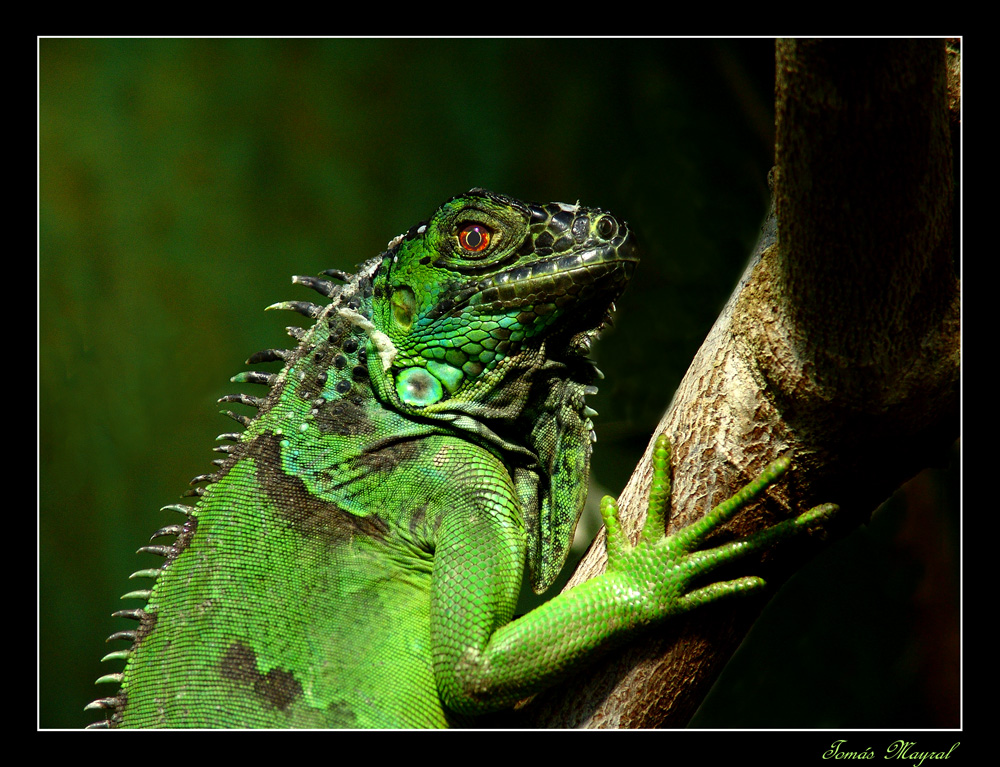 La Iguana Curiosa