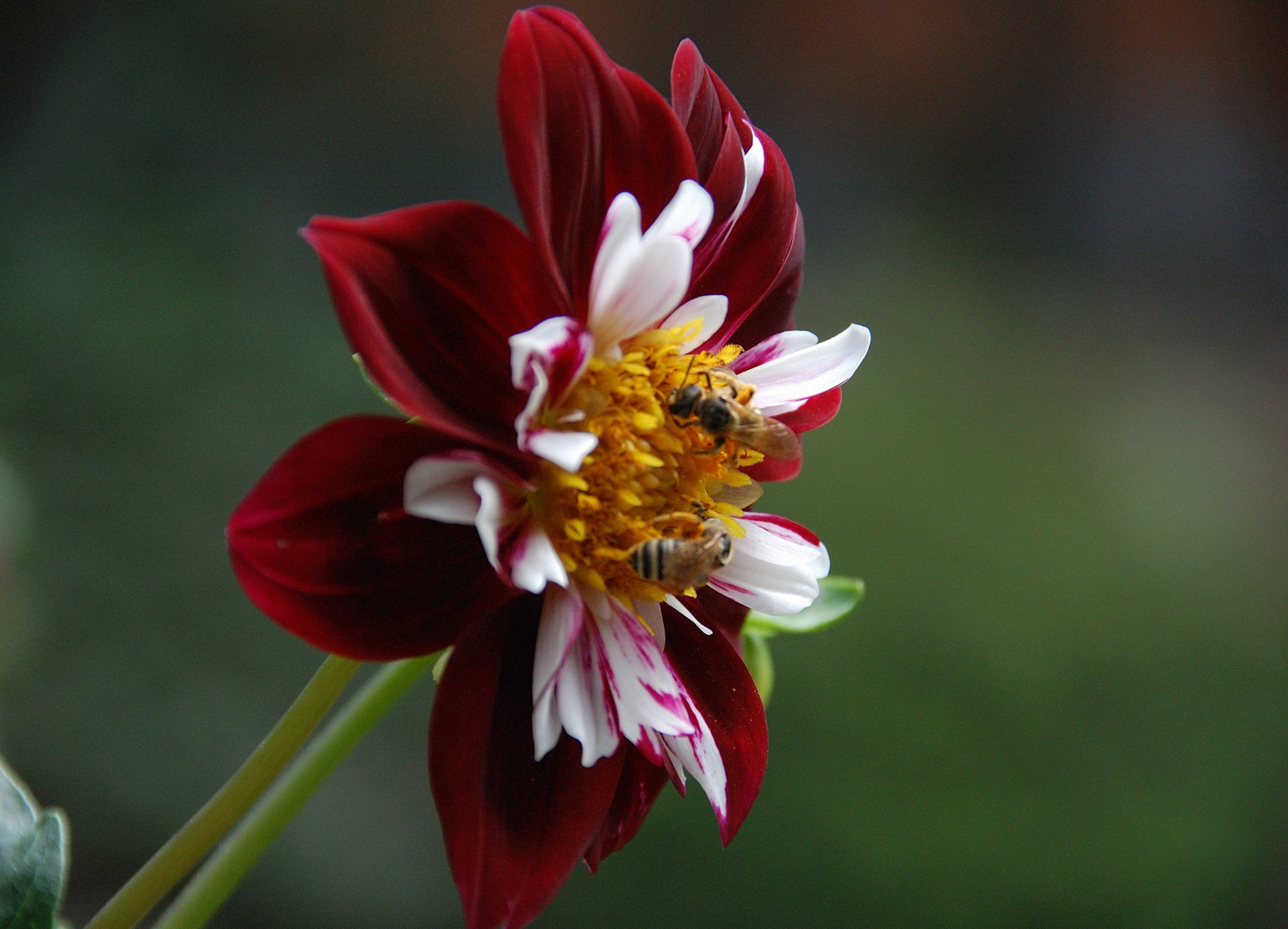 La importancia de la flor