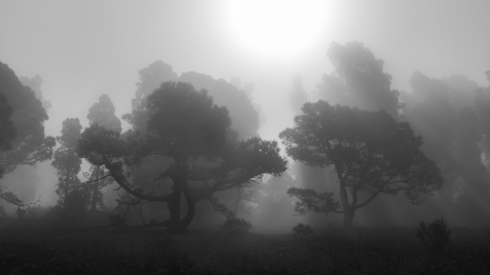 La Isla Bonita - La Palma - Nebelstimmung
