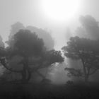 La Isla Bonita - La Palma - Nebelstimmung