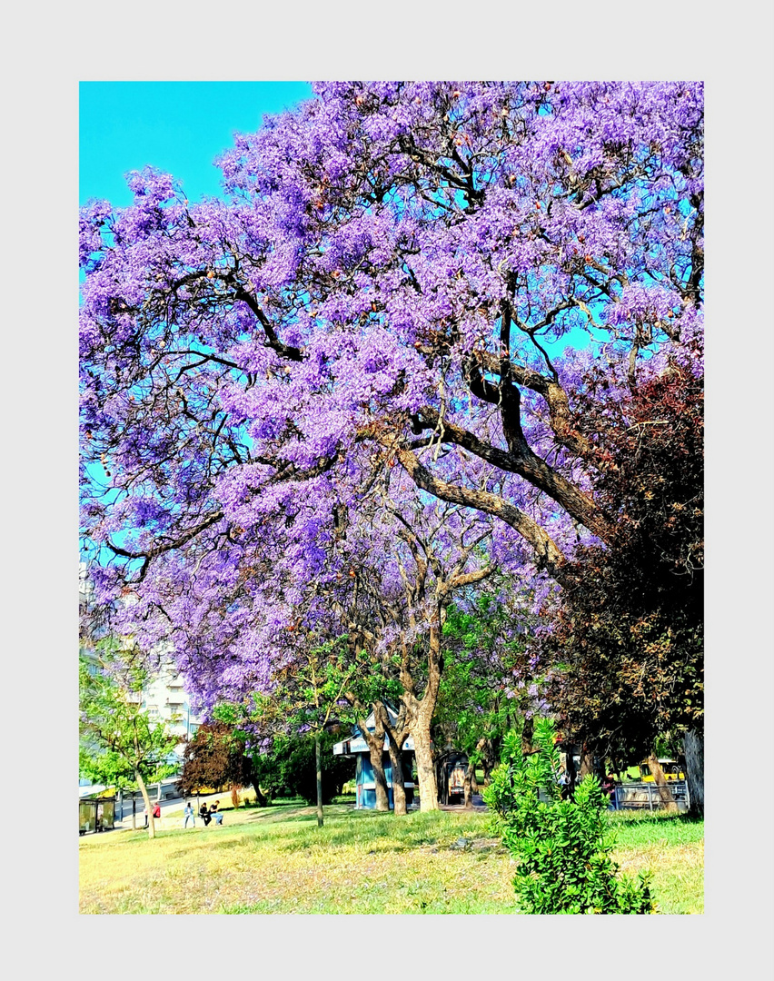 ..La Jacaranda...!...